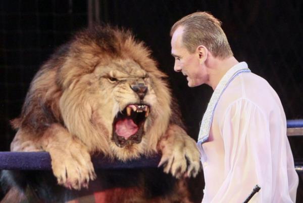 Oleksiy Pinko adl� aslan terbiyecisi 7 aslan� e�itiyor...