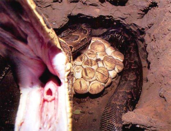 5.K��eye s�k��an y�lan sald�r�r.