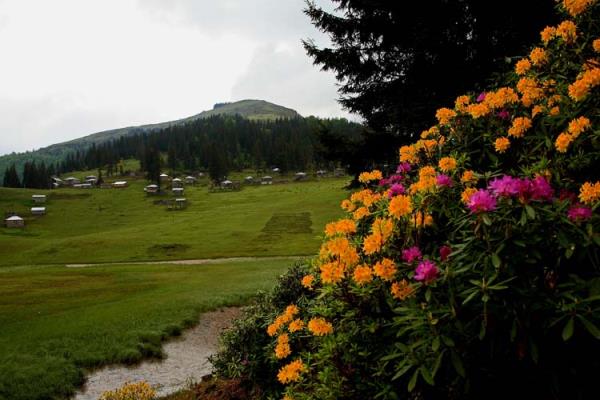 Ye�ilin her tonunu i�erisinde bar�nd�ran yaylada vakit ge�irenler, yo�un ormanl�k alanlar�n sa�lad��� bol oksijen ve temiz hava ile g�r�lt�s�z bir ortamda huzur buluyor.