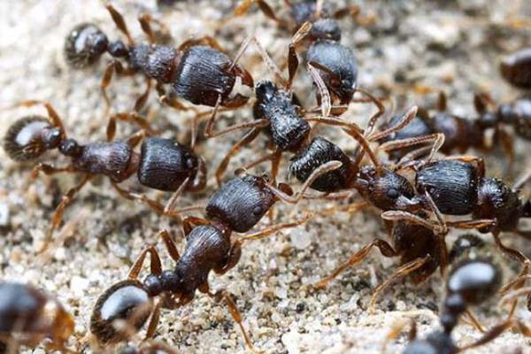 Rus foto�raf�� Andrey Pavlov, harika makro foto�raflar�yla kar�ncalar�n b�y�leyici d�nyas�ndan e�lenceli g�r�nt�ler ortaya ��kard�.