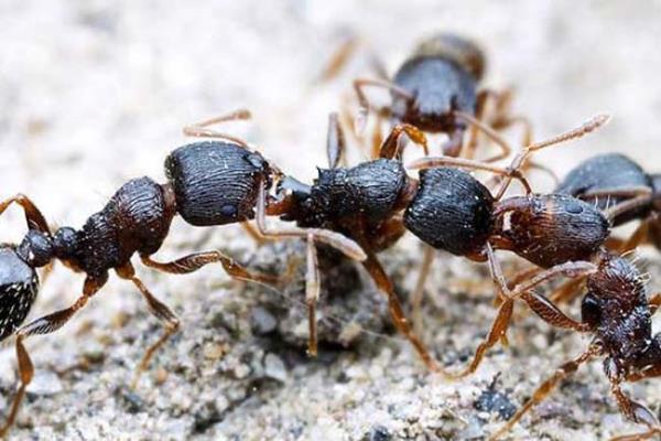 Foto�raf�� Yu Wu'nun objektifine tak�lan bir kar�nca sanki g�� g�sterisinde bulunuyor gibi...