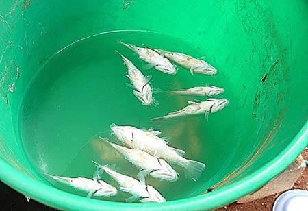 <b>��lde g�kten bal�k ya�d�; Avustralya</b>    <p>Tanami ��l�'nde, Argyle Nehri ve Elliot G�l�'nden kilometrlerce uzakta g�kten bal�k ya�d�. Ku�lar taraf�ndan yere b�rak�ld��� san�l�yor.</p>