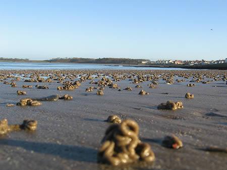 <b>G�kten solucan ya�d�; ABD</b>    <p>ABD'de bir polis memuru i�ine gitmek i�in evinden ��kt� ve k�sa bir s�re sonra g�kten suyla birlikte solucanlar�n d��t���n� g�rd�. Bir anda her yeri solucan kaplad�. Olay�n gizemi ��z�lebilmi� de�il.</p>