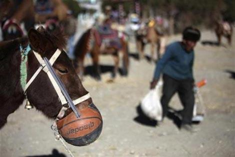 <b> Garip ama ger�ek </b>  <p> Tibet'te bir at a�z�na tak�lm�� basketbol topunun i�inden yerken... </p>