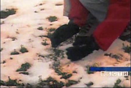 <b>Renkli kar ya�d�; Sibirya</b>    <p>Sibirya'n�n Omsk b�lgesinde 2007 y�l�nda turuncu, ye�il ve sar� renkte kokulu kar ya�d�.</p>