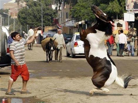 <b> Garip ama ger�ek </b>  <p> M�s�r'�n Gize kentinde bir adam e�itmek istedi�i atla y�r�rken... </p>