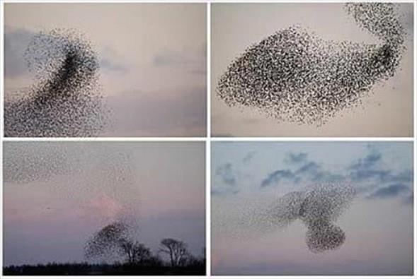 Mart ay�ndan Nisan'�n ortalar�na kadar, her ak�am g�n bat�m�na yar�m saat kala biraraya gelen bu milyonlarca ku�un neden b�yle davrand���n� bilim adamlar� tam olarak a��klayam�yor.