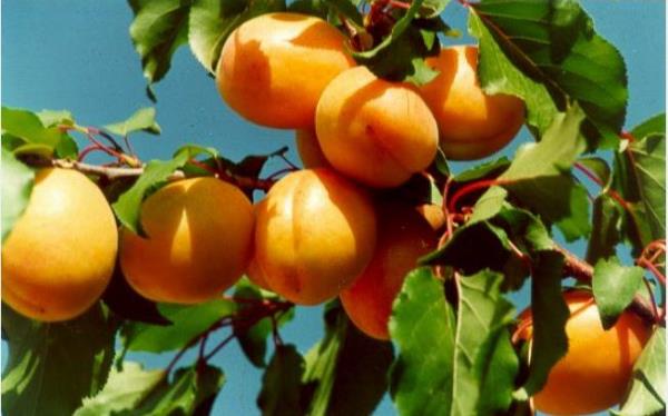 44 MALATYA  Malatya Kayss, Gnpnar elalesi, Pnarba Mesire Yeri, Aslantepe Antik Kenti, Karakaya Baraj, Somuncu Baba Camii ve Balk Gl, Srg ( Takaz ) Mesire Yeri, Arapgir Meydan Kprs, Battalgazi Kervansaray, Sultansuyu Haras, Darende Kudret Hamam