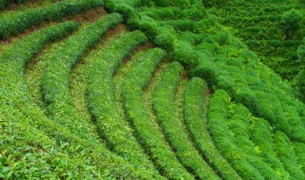 53 RZE  ay Baheleri, Kakar Dalar, Ayder ve amlhemin Yaylalar, Anzer Bal, Zilkale ve Buzul Glleri, Elevit elalesi, Palovit Yaylas, Frtna Deresi Vadisi, Rize Kalesi, Rize Bezi