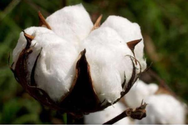 76 IDIR  Pamuk retimi