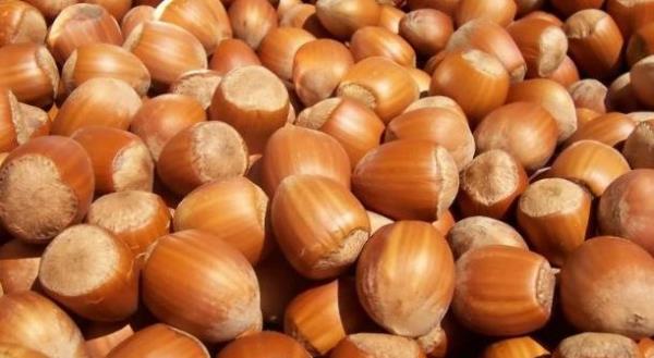 28 GRESUN  Giresun Kalesi, Fndk retimi, Hayrsz Ada, ebinkarahisar Kalesi, Kmbet, Bekta, Glyan, Kulakkaya ve Sisda Yaylalar, Aksu enlikleri, Pnarlar elalesi Aygr Gl,Gedikkaya