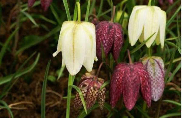 30 HAKKAR  Cilo ve Sat Dalar, Buzul Glleri, Zap Suyu, Ters Lale ( Alayan Lale ), emdinli Bal, Smbl Da, Hakkari Kilimleri