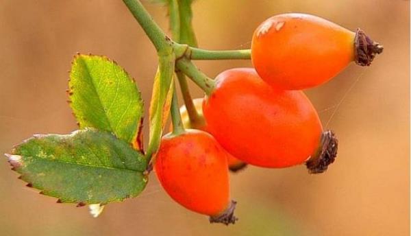 29 GMHANE  Tomara ve Torul elaleleri, Satara Antik Kenti, Kuburnu ay ve Marmelad, mera Manastr ve Gmhane Evleri