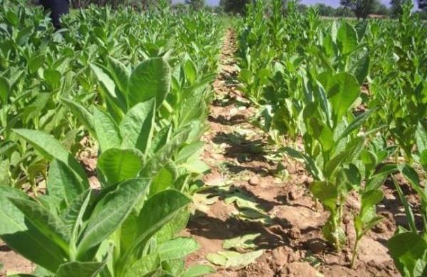 13-BTLS  Nemrut Krater Gl, Ahlat Kmbetleri, Ttn retimi, Sphan Da, Adilcevaz Kalesi, hlasiye Medresesi, El-Aman Kervansaray, Ahlat Seluklu Mezarl, Be Minare ( erefiye, Kalealt, Ulu, Meydan ve Gkmeydan Camileri )