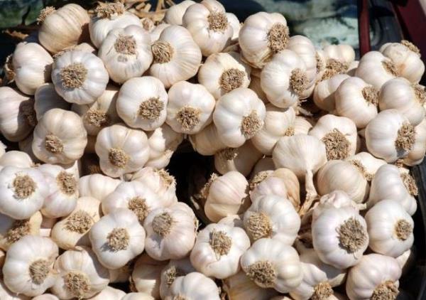 37 KASTAMONU  Cehennem Deresi Kanyonu, Ilgarini Maaras, Tosya Pirinci, Takpr Sarmsa, Ilgaz Da Milli Park, Kr Pidesi, Krenin bakr