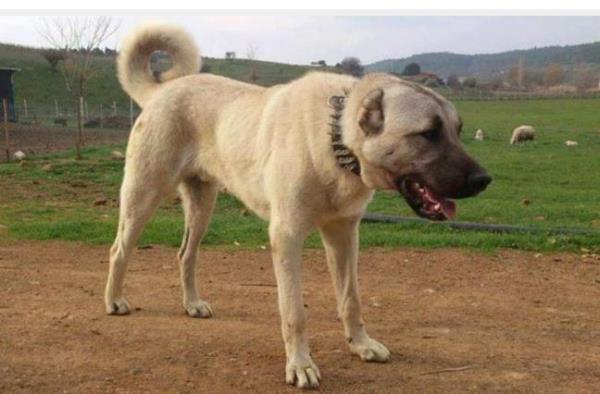 58 SVAS  Buruciye Medresesi, Gk Medrese, Kangal oban Kpei, Kangal Balkl Kaplcas, Divriinin Demiri, Pir Sultan Abdal ve Ak Veysel,   Divrii Ulu Camii ve Darifa, ifte Minareli Medrese, Szr elalesi ( Gemerek ),Tdrge Gl ( Zara )