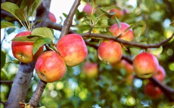 05-AMASYA  Amasya Elmas, Borabay Gl, Amasya Kalesi, Kral Kaya Mezarlar, Ahap Amasya Evleri, Darifa ( Akl hastalarnn mzik ve su sesiyle tedavi edildii ilk yer ), ehzadeler ehri