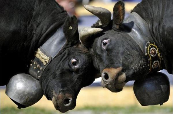 08- ARTVN  Boa Greleri, Barhal Kilisesi, Sarp Snr Kaps, oruh Nehri, Karagl - Sahara ve Hatilla Vadisi Milli Parklar