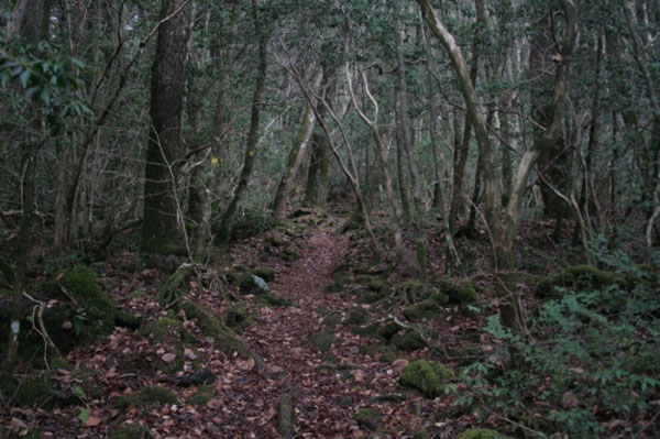 Japonya'daki Fuji da��n�n eteklerini s�sleyen bu orman�n as�l ad� "Aokigahara" ama bundan ziyade "intihar orman�" olarak biliniyor. Sebebi de intihar etmek isteyenlerin son mekan� olarak buray� se�mesi.