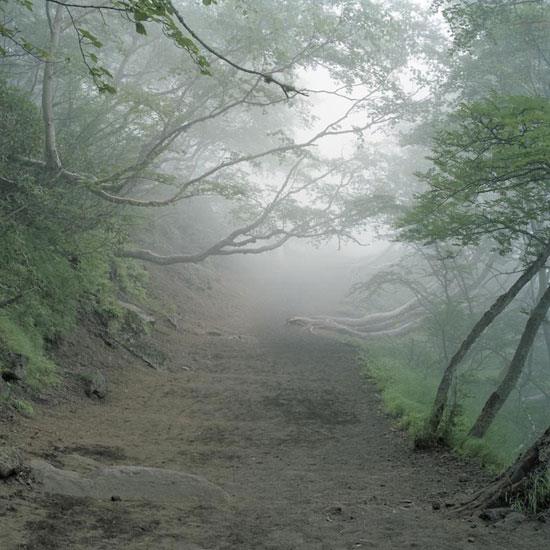 Standart bir ormanda g�r�len "L�tfen ate� yakmay�n�z, yakt�rmay�n�z" tabelalar� yerine, burada "l�tfen intihar etmeyiniz, intihar etmeden �nce bir kez daha d���n�n�z" gibi tabelalar bulunuyor.