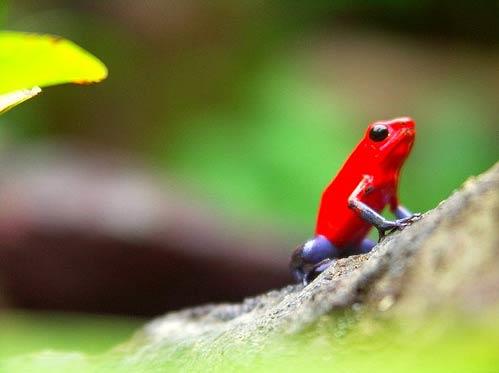 Okyanuslardan, ormanlara d�nersek... Bu g�zel renklere sahip minik kurba�a ne kadar masum ve sevimli duruyor de�il mi?..