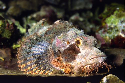 Dakikalar i�erisinde sizi �ld�rebilecek zehir, i�in k�t� taraf� de�il ne yaz�k ki... Zehrin yaratt��� ac� o kadar yo�undur ki, zehre maruz kalanlar, orac�kta bacaklar�n�n, kollar�n�n kesilip at�lmas� i�in yalvar�rlar...