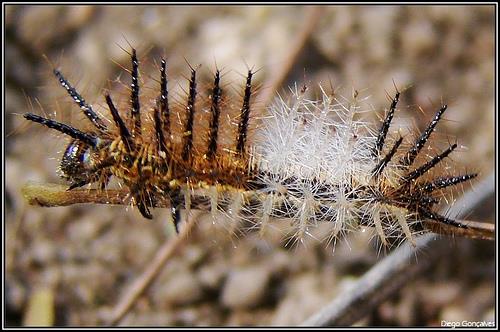 Bu t�rt�l�n d�n��ece�i kelebek, olduk�a normal bir kelebek. Ancak, t�rt�l�n �zerindeki t�yler i�in ayn� �eyi s�ylemek m�mk�n de�il. �yle ki, her y�l d�zinelerce insan sadece bunlara dokundu�u i�in �l�yor...