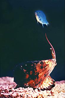 Bu renkli kabu�un i�erisindeki �l�mc�l i�neden gelen birka� damla, �nce sinirlerinize k�sa devre yapt�r�yor, ilk hissetti�iniz ac� yerini hissizli�e b�rak�yor. K�sa bir an sonra bu rahatlama b�t�n v�cuda yay�lan bir felce d�n���yor ve... kalbiniz atmay� b�rak�yor.  G�rd���n�z gibi, bu ufac�k canl�n�n zehri, 4 dakikadan k�sa s�rede sizi �ld�rebiliyor...