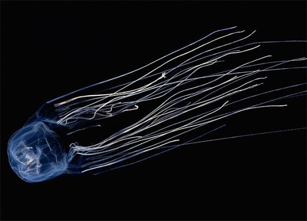 Chironex fleckeri'nin dokunga�lar� kopar�l�p, kurutulduktan sonra bile, �sland��� anda zehri tekrar iletmeye haz�r hale geliyor...