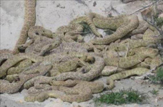 Y�lan �ukuru: Y�lan �ukuru tarihi bir idam y�ntemidir. Mahkumlar, engerekler gibi zehirli y�lanlar�n oldu�u �ukurlara at�l�rd�. Rahats�z edilmi� y�lanlar onlara sald�r�r ve mahkumlar zehirlenerek �l�rd�.