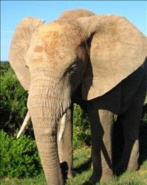 Fille Yap�lan ��kence: G�ney ve G�neydo�u Asya'da, binlerce y�l fillerle idam cezas� yap�ld�. Filler, iki �ekilde y�r�t�lmek �zere e�itilmi�lerdi.Yava��a, uzun zamanl� ama daha ac�l�.K�rma ki bu bir anda kurban can verirdi.