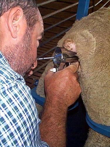 <b> Domuz bak�c�s� </b>