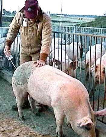 <b> Domuz bak�c�s� </b>