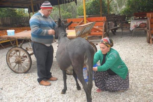 Fakat bu asl gr deildir, ounluun gr deildir. Kabul edilen gr ise ehil eek etlerinin yenilmesinin ve stlerinin iilmesi haram olduudur" diye konutu.