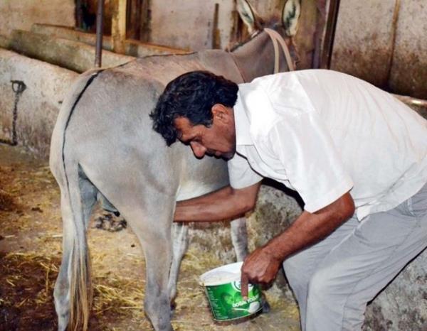Marmaris zel Ahu Hetman Hastanesi  Hastalklar Uzman Dr. Osman rez ise eek stne pek olumlu bakmadn, nk henz bu konuyla ilgili ortada somut bir ey olmadn belirtti. Dr. rez u bilgileri verdi: