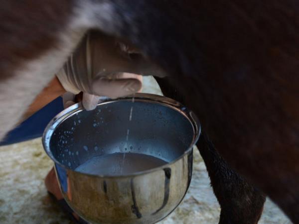 ASTIMDAN kansere kadar birok hastala iyi geldii iddia edilen eek stne artan ilgi fiyatn da artrd.