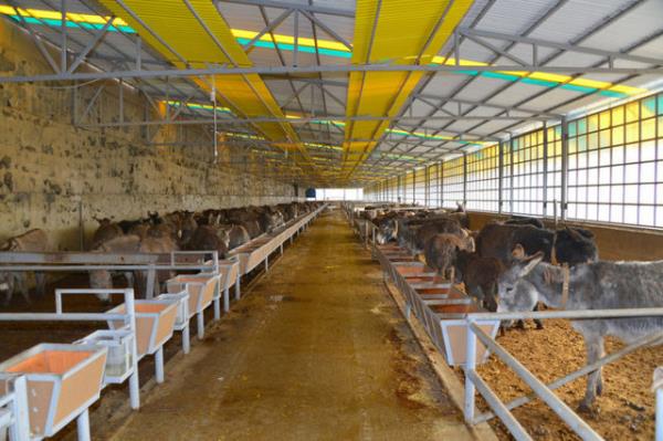 SD lahiyat Fakltesi Dekan Prof. Dr. Talip Trcan, salk asndan yararl olduu dncesiyle son gnlerde talep gren eek stnn slami ynden haram olduunu aklad.