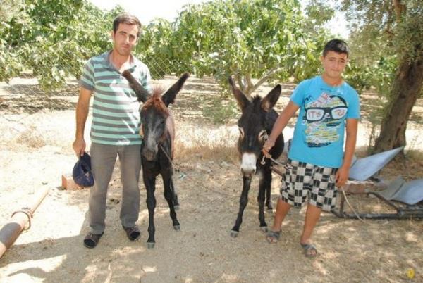 Eek stnn kozmetik rn olarak da kullanldn dile getiren Karaam, "Eeklerden salan st tlbent ile szlyor. Tlbentin zerinde kalan kpkleri kadnlar yzlerine sryor. Cilde iyi geliyor ve genletiriyor" diye konutu.
