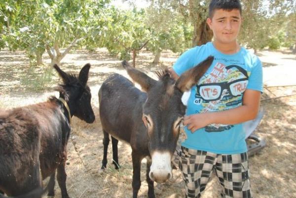 talya'dan Hindistan cevizi ya ve Rusya'dan Kostik getirterek sfr asitli zeytinya ile hazrlanan karma eek st ilave edip sabun imal etmeyi de rendiini belirten Musa Karaam, "zellikle gen bayanlar eek st sabununu tercih ederek, yzlerindeki ben ve sivilcelerden kurtulduklar gibi, cildin de przsz olmas iin kullanyorlar.Sabunu u anda belli bir oranda retebiliyoruz. nmzdeki bir yl ierisinde seri retim yapp pazara kmay hedefliyoruz" dedi.
