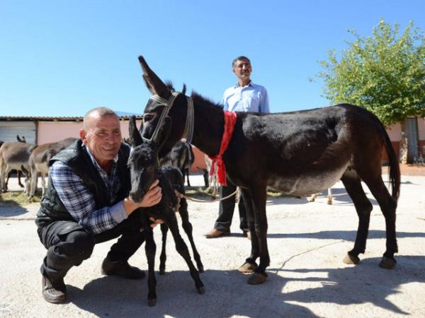 Antalya ve stanbul'daki iftlikler ise 1998 ylndan bu yana turistlere eek ve deve safarisi yaptran Mehmet Ali Yaln'a ait.