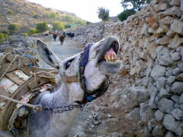 SLEYMAN Demirel niversitesi (SD) lahiyat Fakltesi Dekan Prof. Dr. Talip Trcan, eek stnn slami ynden haram olduunu, tedavide son are ise iilebildiini aklad.