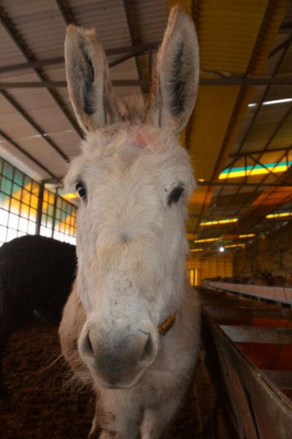 Hanefi, Maliki, afii ve Hanbeli mezheplerine gre eek etinin yenilmesinin ve stnn iilmesinin haram olduunu anlatan Prof. Dr. Trcan, "Fkhta ok aznlk bir gre gre evcil eeklerin etinin yenilmesi mekruhtur. Stlerinin tketilmesi de mekruhtur.