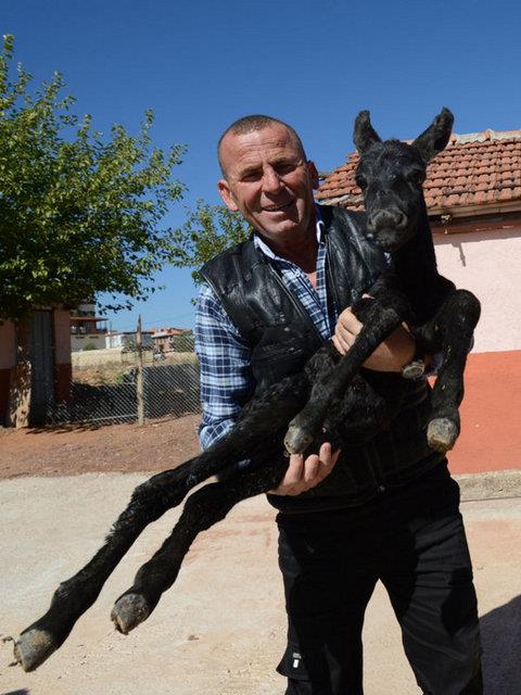 Sleyman Demirel niversitesi Mhendislik Fakltesi Gda Mhendislii Blm'nden Prof. Dr. Zbeyde ner, "Protein deeri anne stnde yzde 1.5 iken, eek stnde yzde 2.5. Eek stnde bakterilerin hcre duvarn paralayan lizozim enzimi ok yksek" dedi.