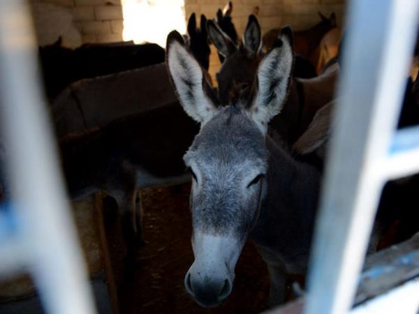 KADINLAR YZLERNE SRYOR