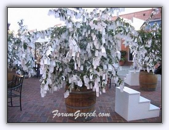 <b>Hollanda</b> Flemenk dnlerinde gelinle damadn masasnn yanna bir aa yerletirilir ve gelen misafirler gelin ve damat iin dileklerini yazarak bu aaca asarlar.