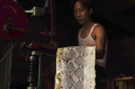 Moda u�runa can veren hayvanlar