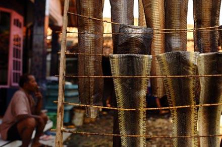 Moda u�runa can veren hayvanlar