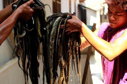 Wakira'n�n mezbahas�nda yakla��k 15 milyon rupiah (yakla��k 2 bin 800 T�rk liras�) kazanan 10 ki�i �al���yor.