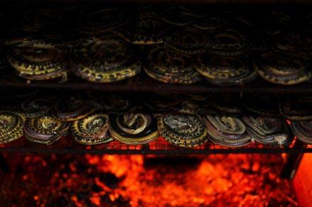 Moda u�runa can veren hayvanlar