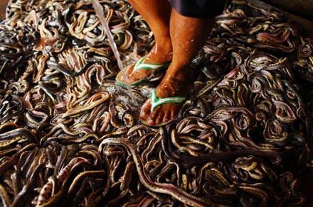 Bu mezbahadan al�nan y�lan derileri, ayakkab�, �anya ya da aksesuar �reten firmalara sat�l�yor.